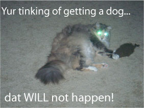 kittendamned02 kittendamned02