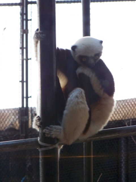 coquerelssifaka coquerelssifaka