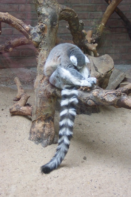 nappinglemur nappinglemur