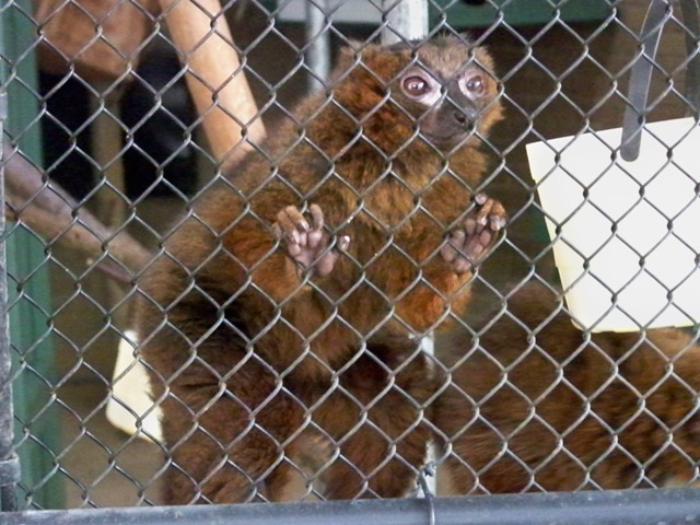 redbelliedlemur redbelliedlemur