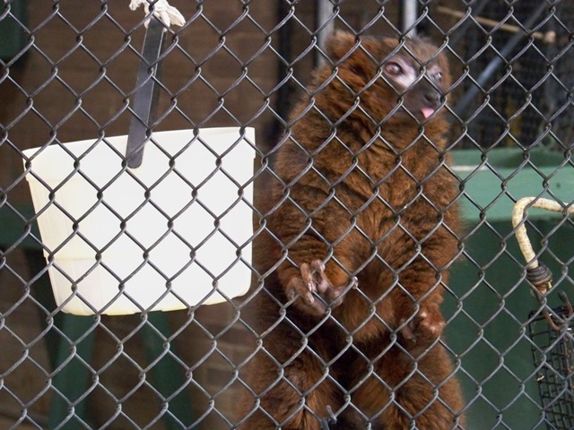 redbelliedtongue redbelliedtongue