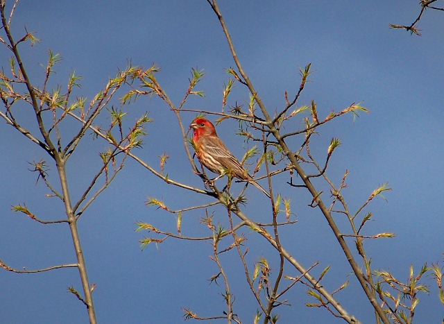 housefinch