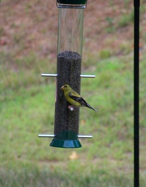 goldfinch_f goldfinch_f