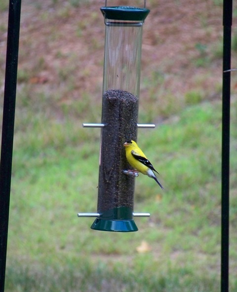 goldfinch_m goldfinch_m