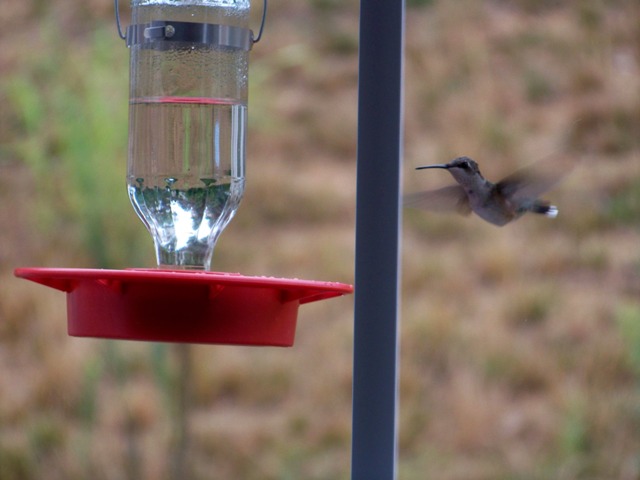 hummingbird01 hummingbird01