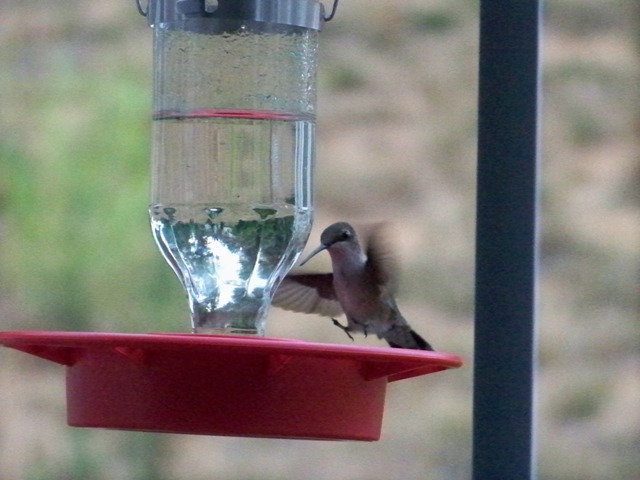 hummingbird03 hummingbird03