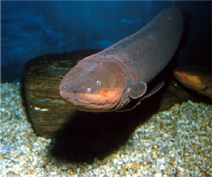 "Hi.  I'm an electric eel.  You really shouldn't be grabbing me barehanded."