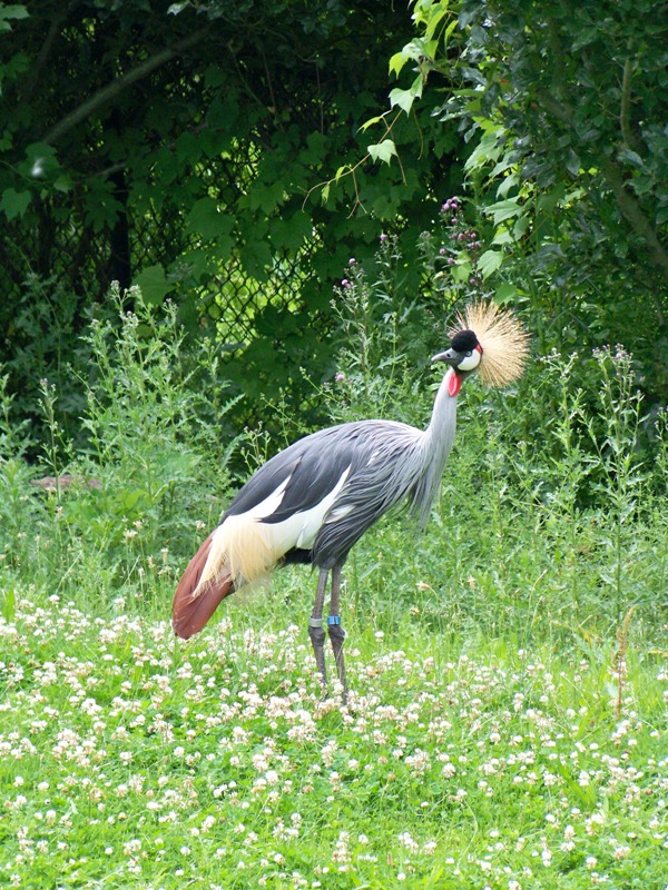 africancrownedcrane