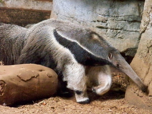 anteater