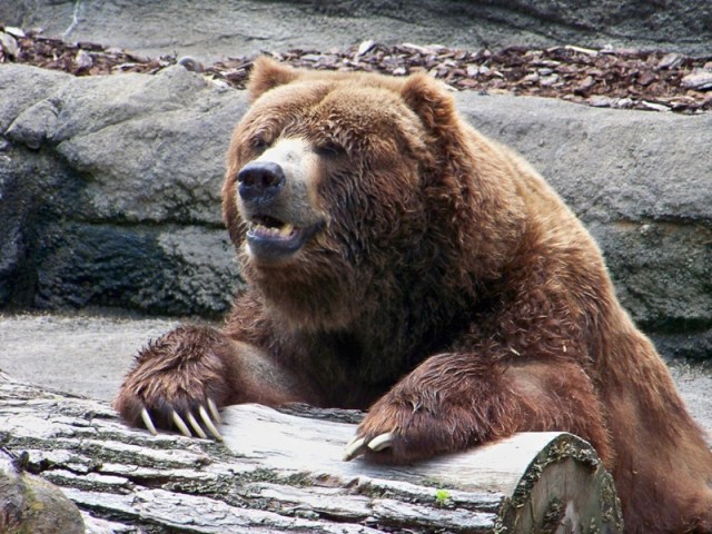 grizzlybear