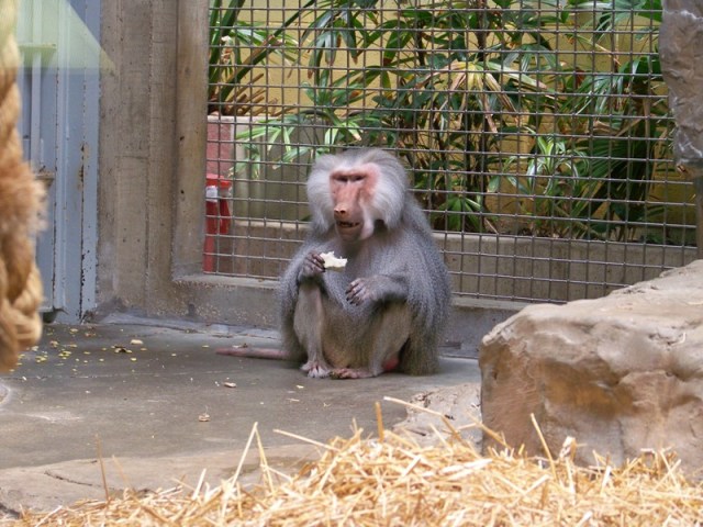 hamadryasbaboon