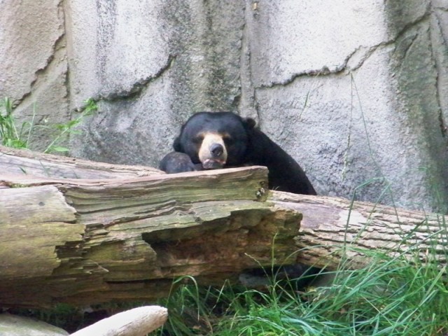 malayansunbear