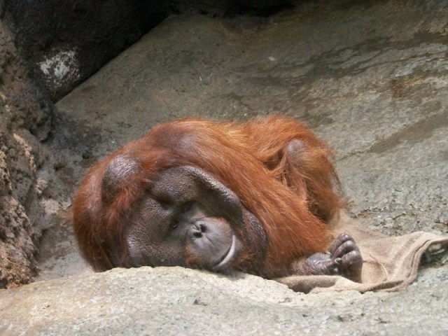orangutan
