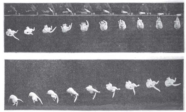Front view of a falling cat, by Marey.