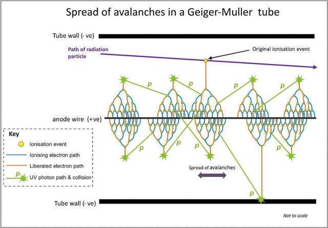 Image of a Townsend avalanche in a GM tube, by Wikipedia user Dougism under CC BY-SA 3.0.