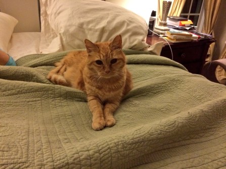 Goldie ready for bed.