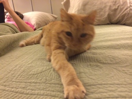 Goldie reaching out for me, February 2014.