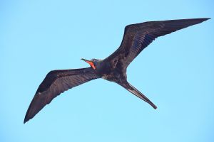 A male magnificent frigatebird, via Wikipedia.