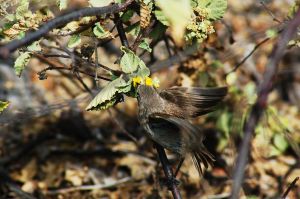 1280px-Vampire_finch_(4229090408)