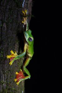 The Malabar Gliding Frog, via Wikipedia.