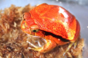 The adorable and sticky tomato frog.