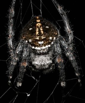 Darwin's bark spider, via Wikipedia.