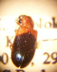 Necrobia ruficollis, via Wikipedia.