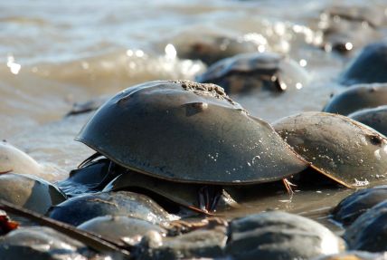 A horseshoe crab, via Wikipedia.