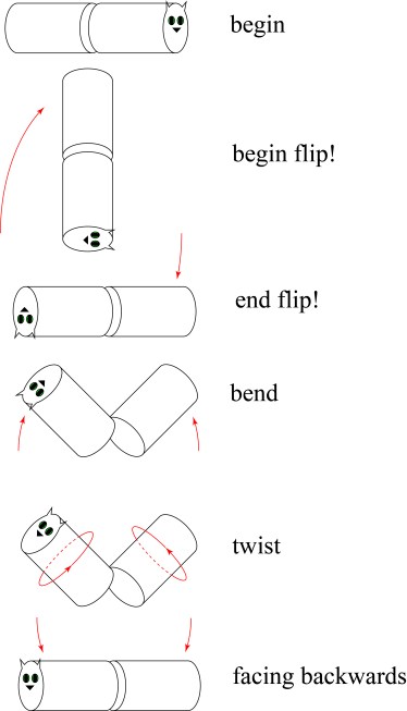 The cat trick, featuring a flip and a bend and twist.